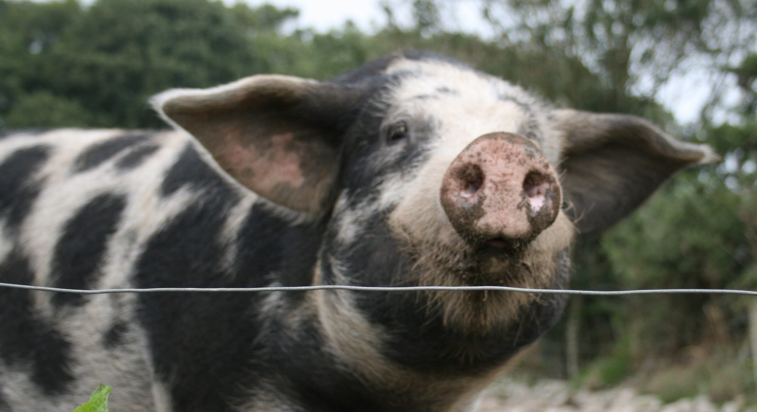 A Taste of West Cork Food Festival 2014