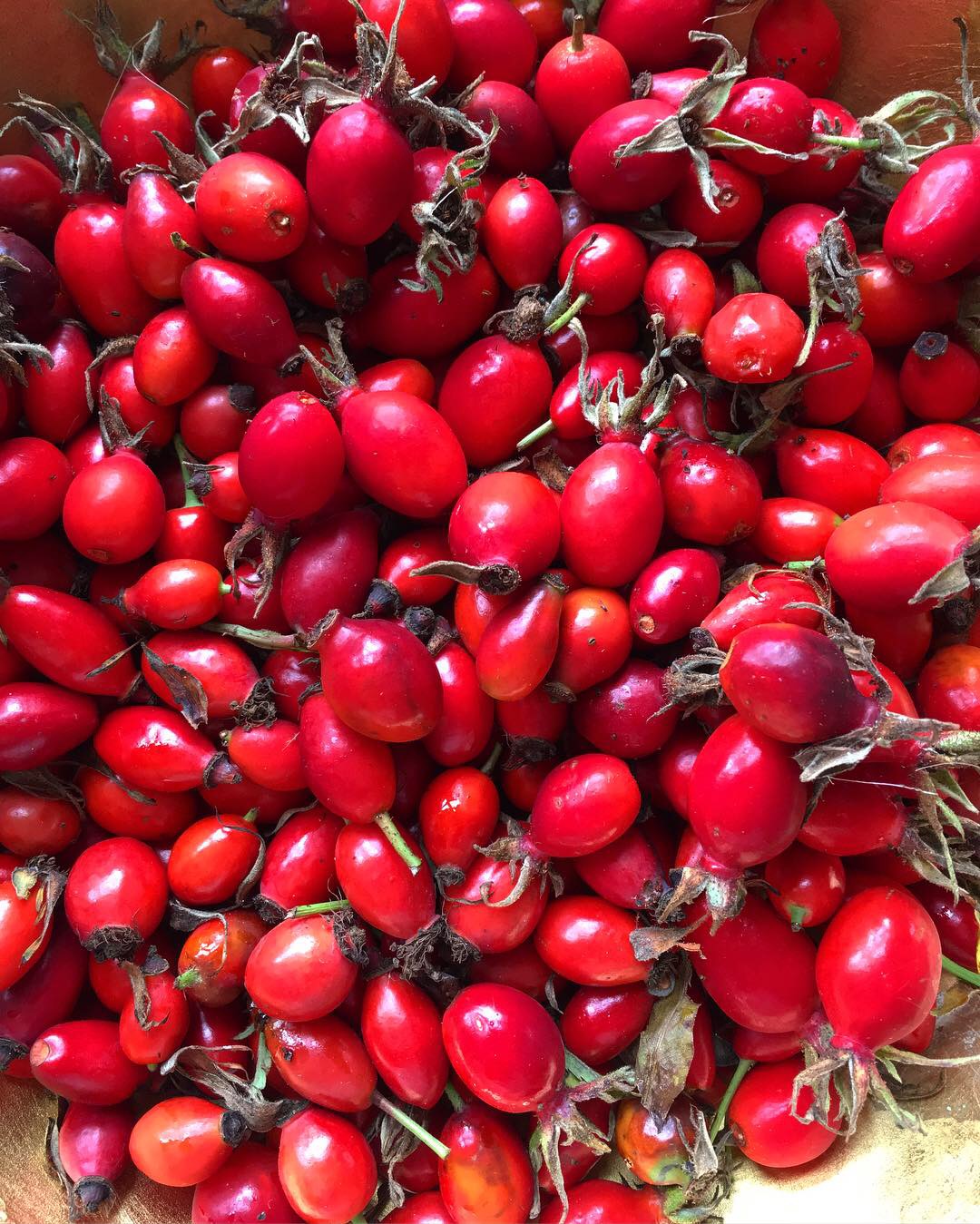 Summer Foraging in Cork!